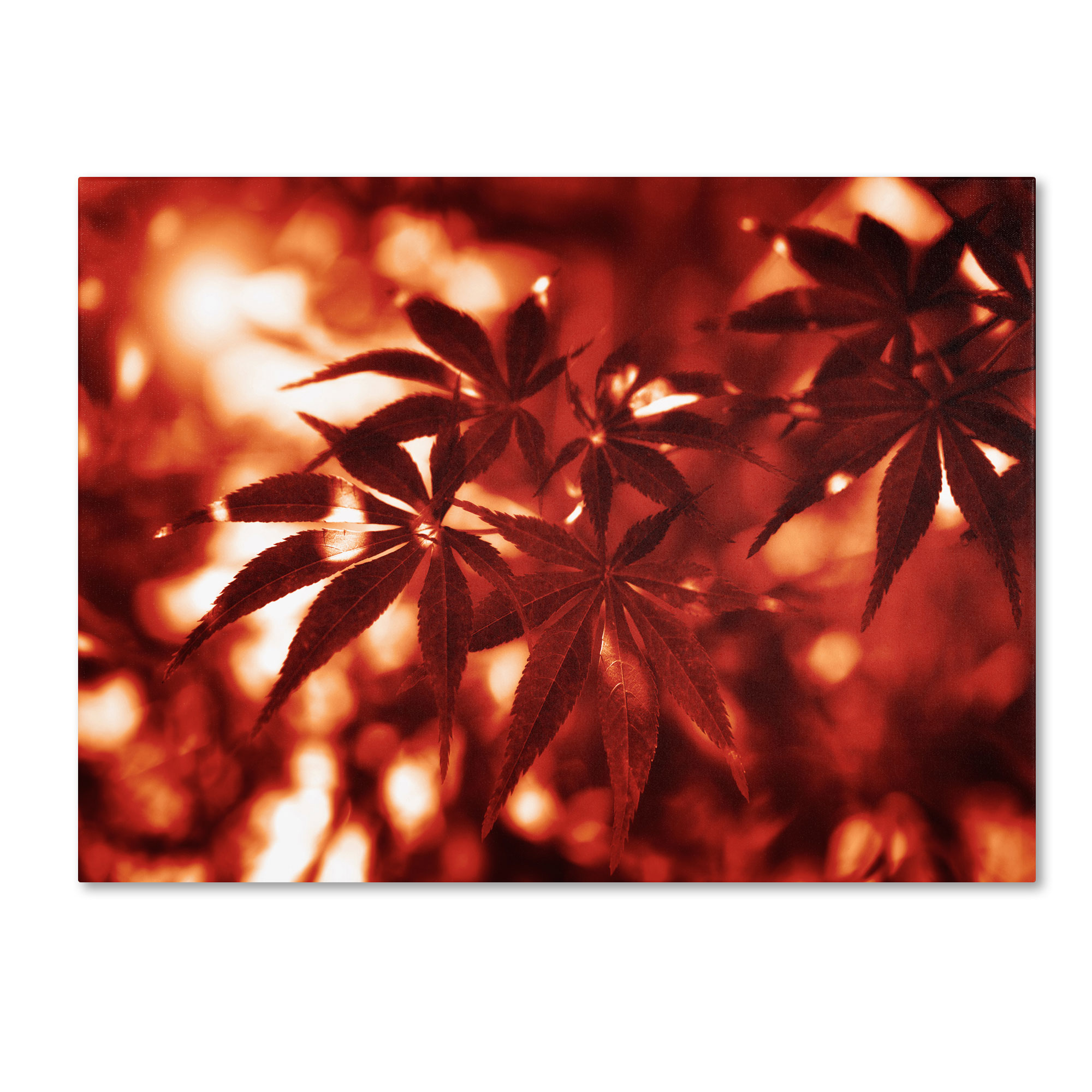 Trademark Fine Art Philippe Sainte-Laudy 'Welding Burns' Canvas Art Trademark Fine Art Philippe Sainte-Laudy 'Welding Burns' Canvas Art