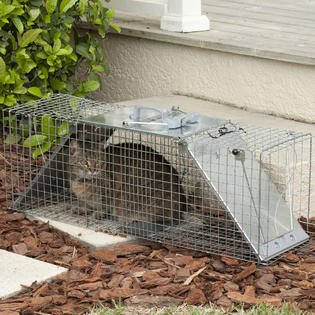 Havahart Large Easy Set 2-Door Raccoon Trap - Outdoor Living - Pest