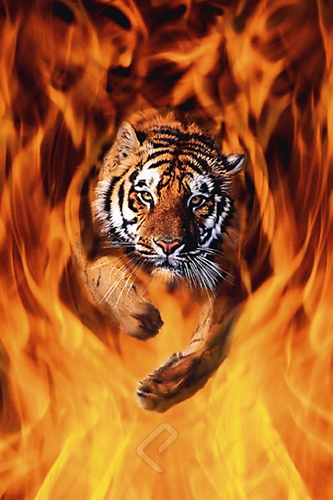 Bengal Tiger Jumping Flames