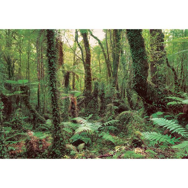 Komar Scenic Woods Mural - 12ft. 1in. wide x 8ft. 4in. high