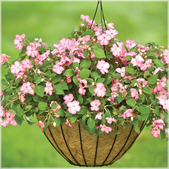 Cobraco Queen Elizabeth Parasol Style Hanging Basket Bronze Outdoor