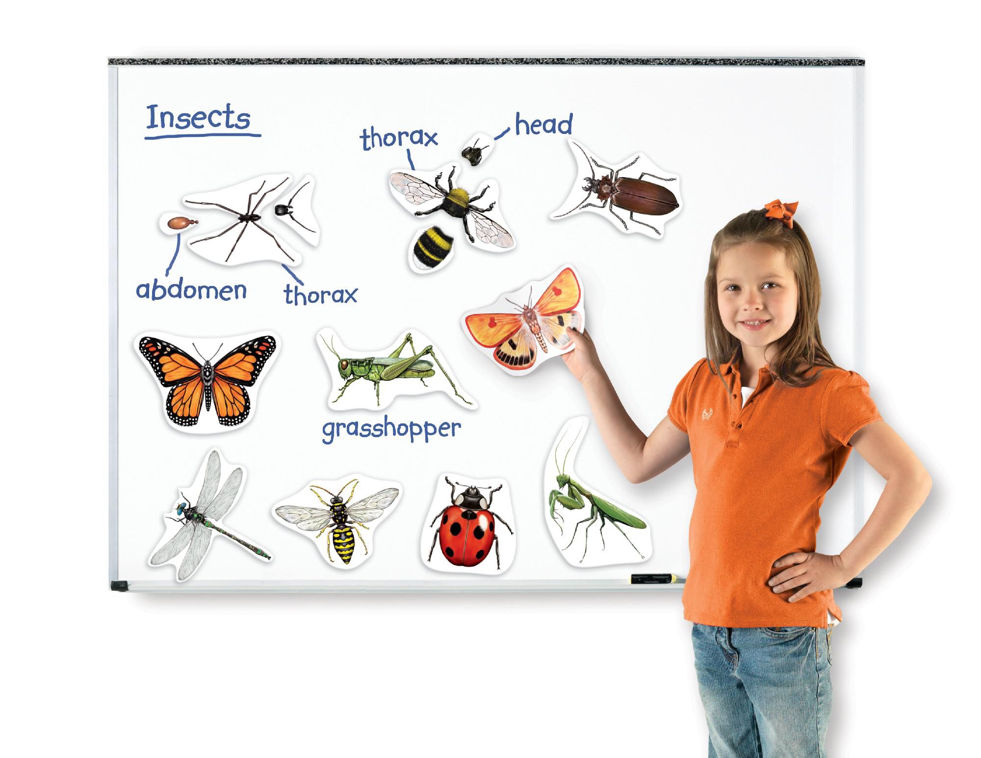 Learning Resources Giant Magnetic Insects at Kmart.com