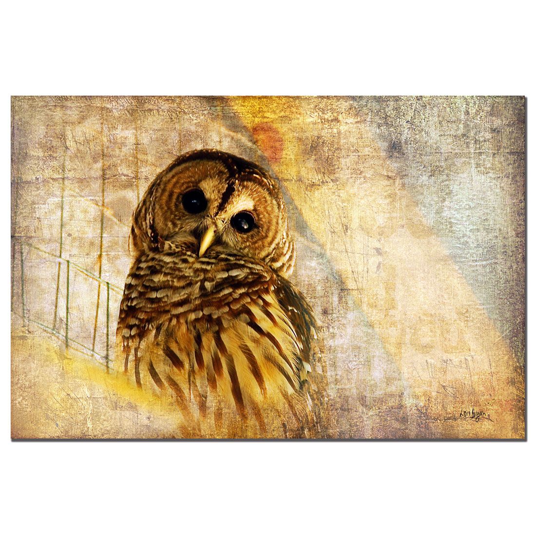 Trademark Art Barred Owl Canvas Art by Lois Bryan