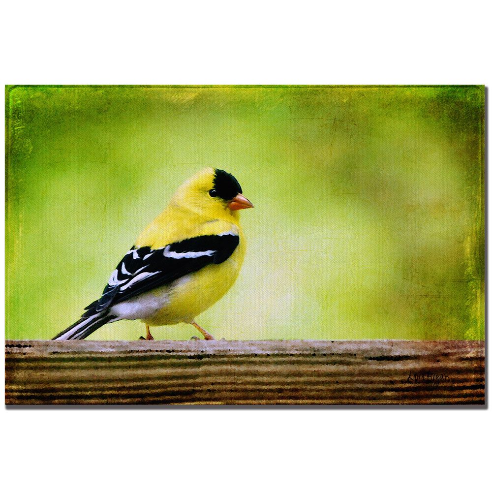 Trademark Fine Art 22x32 inches "American Golden Finch in Spring" by Lois Bryan at Sears.com