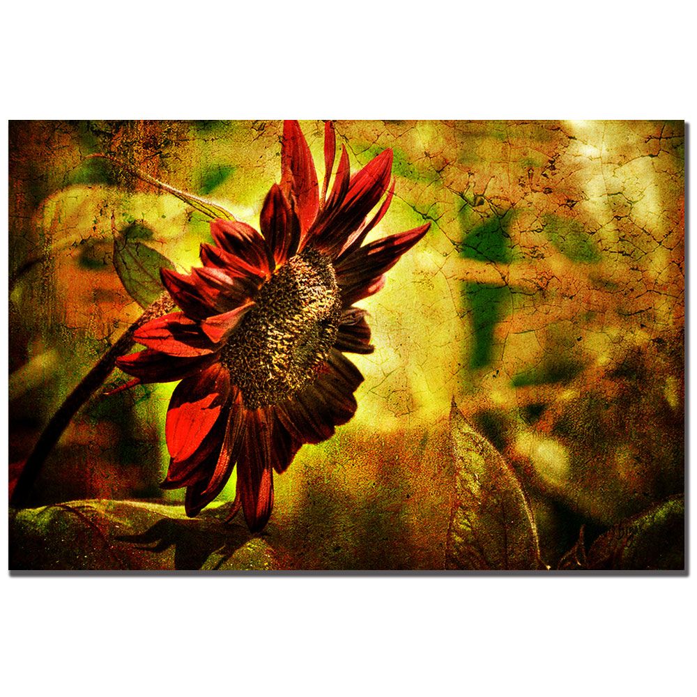 Trademark Fine Art&nbsp; 16x24 inches