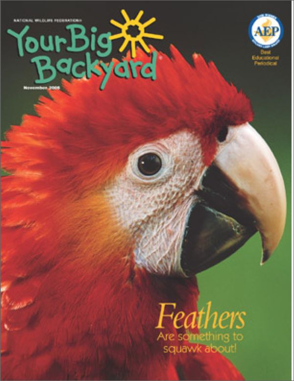 Your Big Backyard Magazine at Kmart.com
