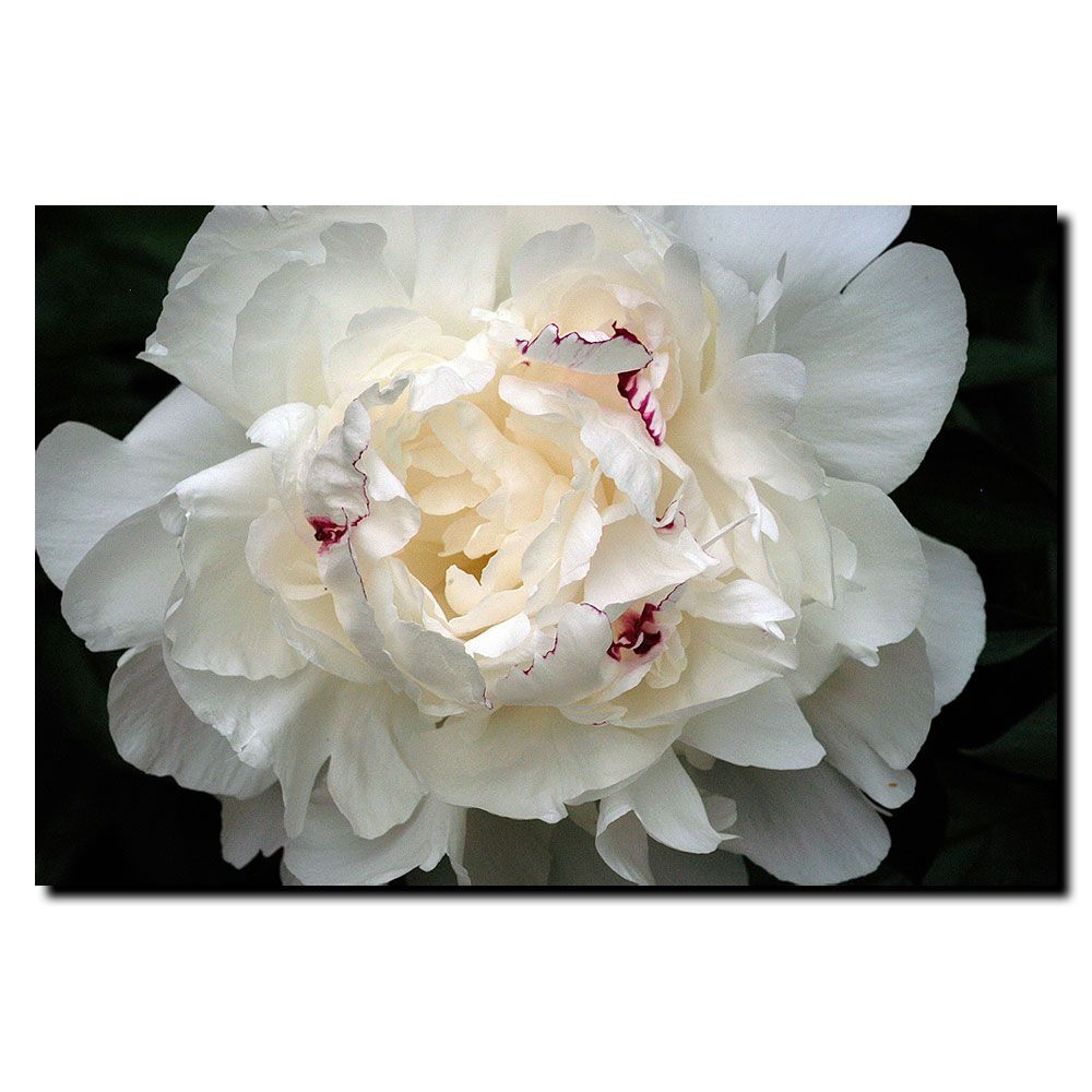 Trademark Fine Art 18x24 inches "Perfect Peony" by Kurt Shaffer at Sears.com