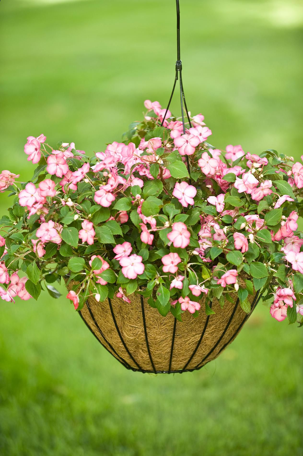 hanging baskets kmart