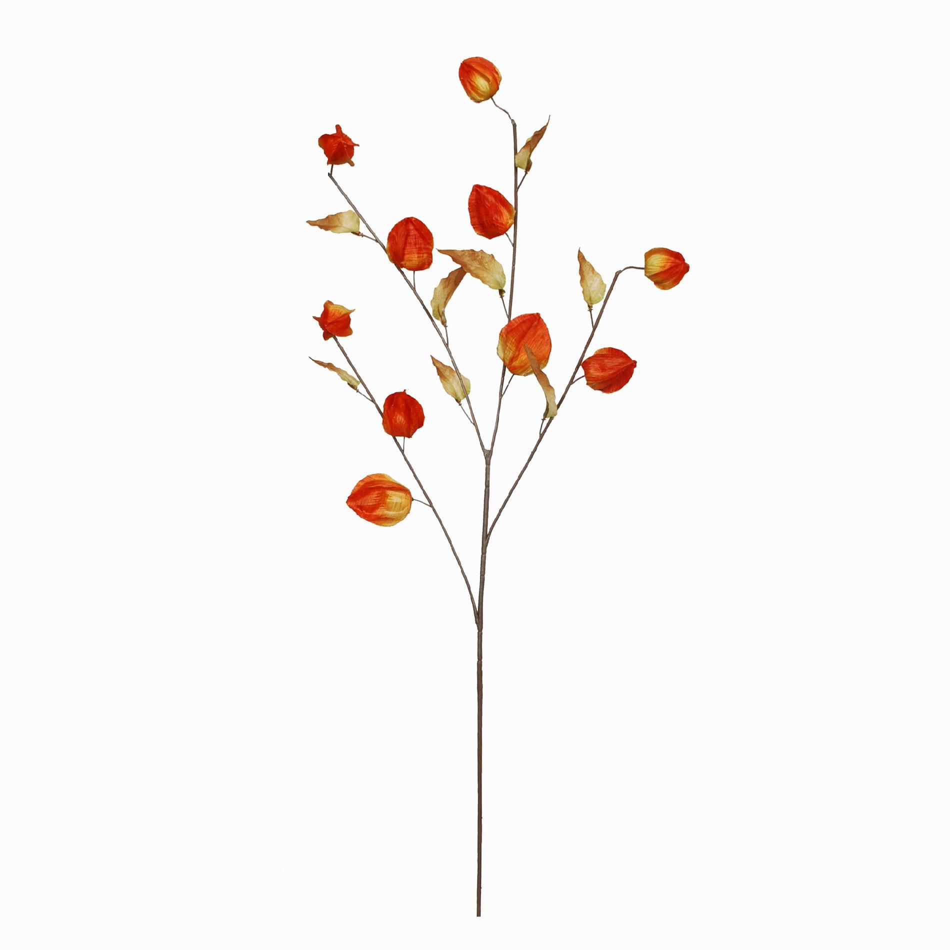 Chinese Lanterns Search