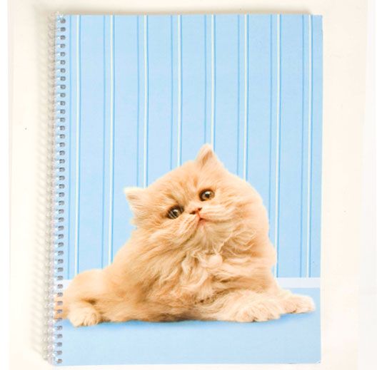 Carolina Pad & Paper Kitty Kitty 1 Subject Notebook at Kmart.com