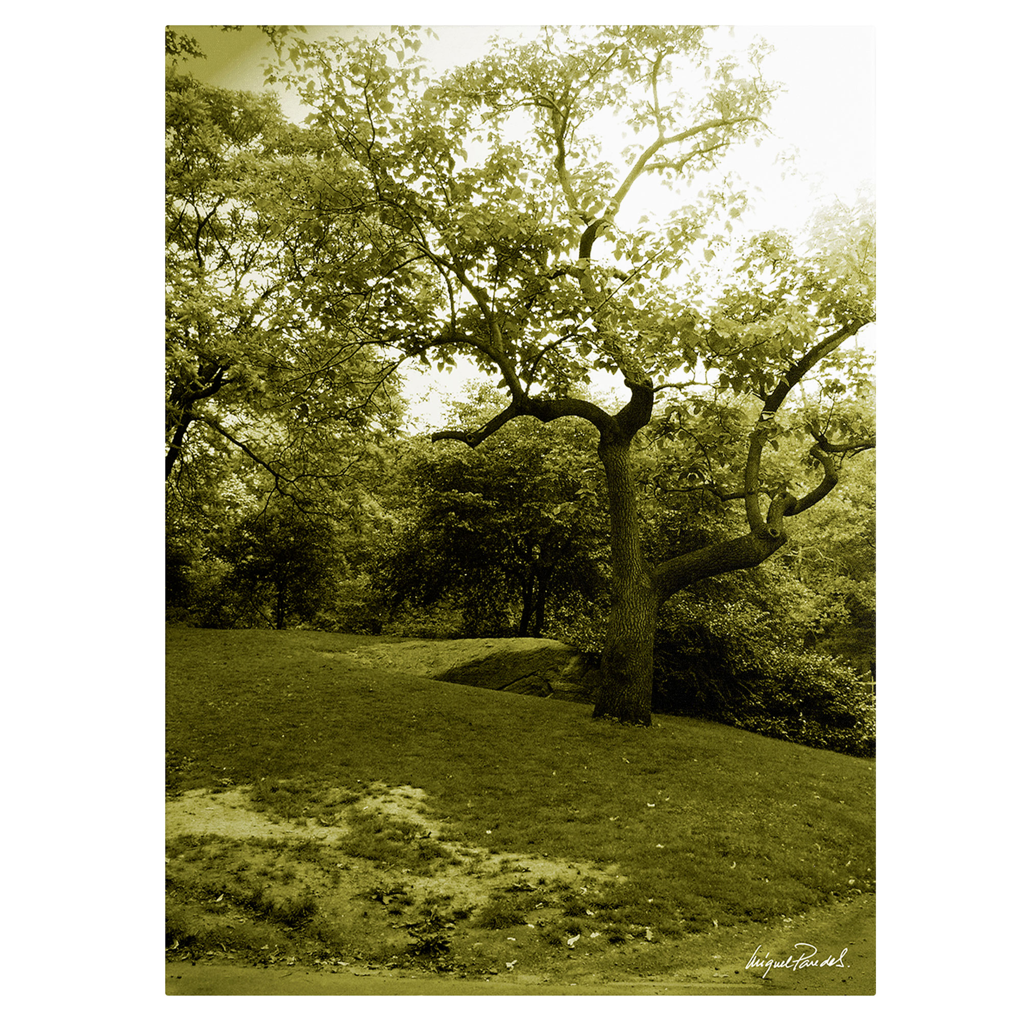 Trademark Global Miguel Paredes 'Central Park II' Canvas Art Trademark Global Miguel Paredes 'Central Park II' Canvas Art