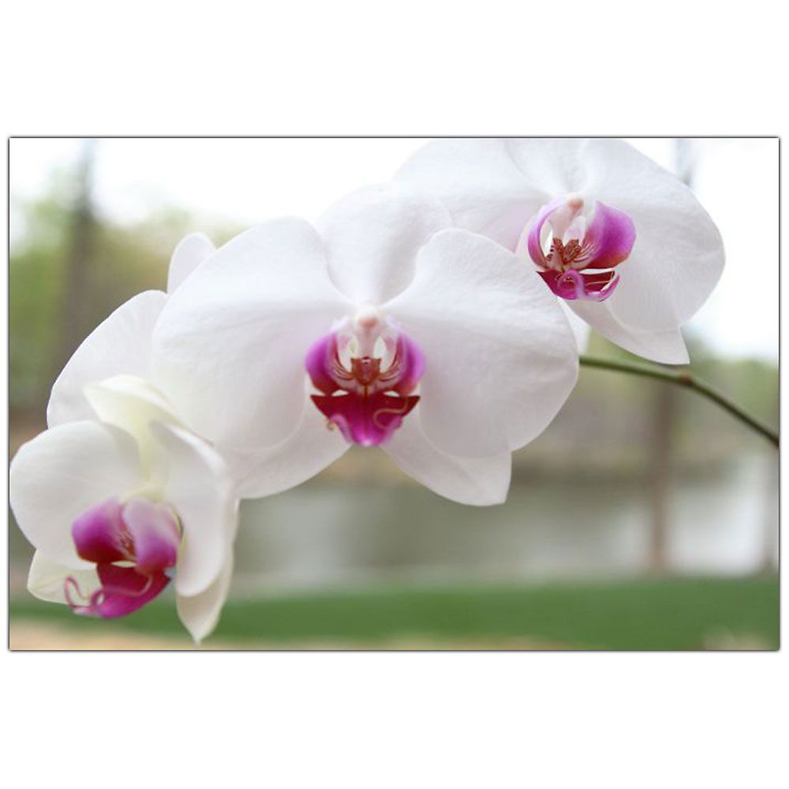 UPC 886511000100 product image for Trademark Fine Art Cary Hahn 'White Orchid' 14