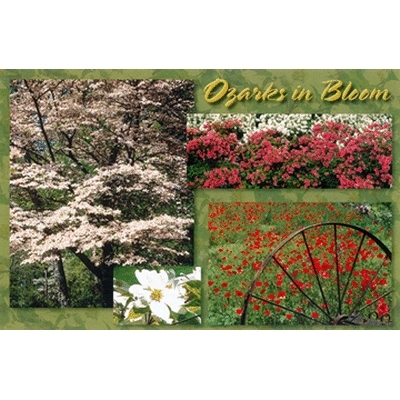 Ddi Ozarks Postcard 13032 Ozark In Bloom(Pack of 750) at Sears.com