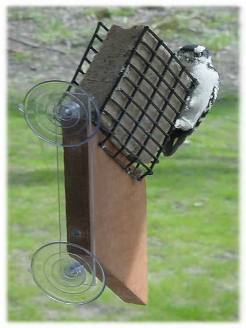 Looker Window Suet Feeder W/ Tail Prop wfsuet