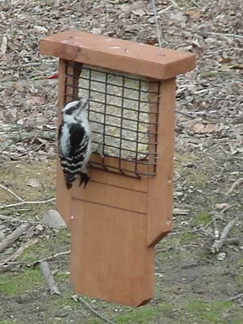 Looker Recycled Tailprop Poly Tail Prop Suet Feeder Bird Feeding