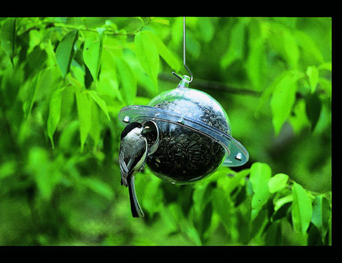 Duncraft Dc65001 Classic Satellite Bird Feeder