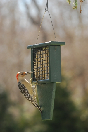 Songbird Essentials Serubsf100h 11.3 X 2.5 X 7.5 Suet Feeder With