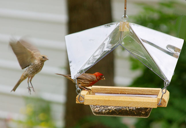 Looker Crystal Clear Crystal Clear Bird Feeder