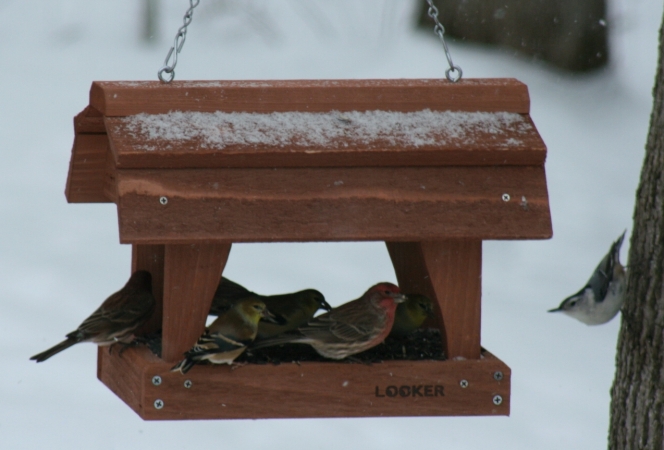Looker Fly Thru Barn Feeder Bird Feeder Fly Thru Barn