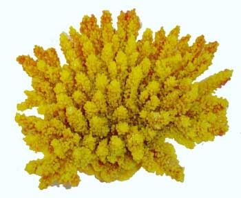Red Sea Fish Pharm Ltd. Are88490 Deco Art Ornament Xlarge Acropora