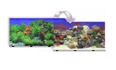 Blue Ribbon Pet Products Ablvsb1512 12 In. X 50 Ft. Background Coral