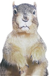 Arundale Mugshot Squirrel Giant Display