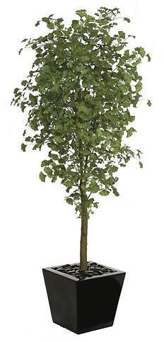 Autograph Foliages P-70580 - 7 Foot Gingko Tree - Green at Sears.com