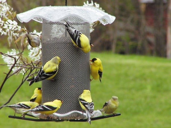 Birds Choice Ff206a 3 Quart Forever Nyjer Feeder Clear