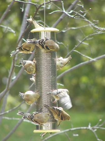 Birds Choice Ss03 1 Quart Stainless Steel Nyjer Feeder