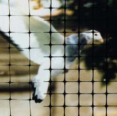Bird-X NET-STD-200-14 BirdNet Standard 3/4 In. Black Mesh 200 Ft x 14 Ft at Sears.com
