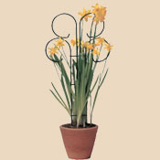 Bosmere L505 12 Inch tall x 8 Inch wide Mini Scroll Pot Trellis at Sears.com