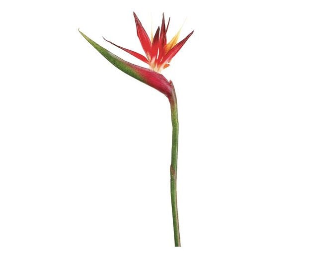 Allstate Floral and Craft JTB718-RE-OR 37 in. Bird Of Paradise Spray - Red-Orange - 1-2 Dozen at Sears.com