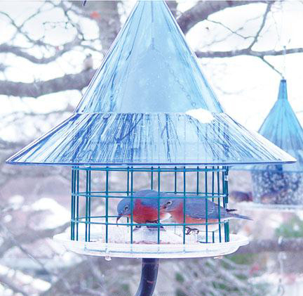 Arundale Ar400 Sky Cafi Bluebird Feeder