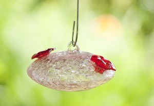 Bird Brain Birdbrain1249 Sugar Baby Humbird Fdr Pink
