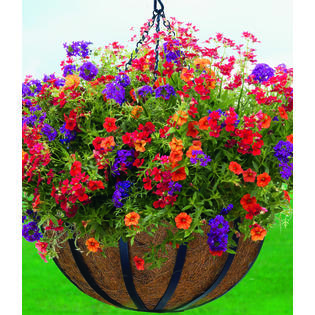 WOODSTREAM CORPORATION Woodstream HPF14-B 14 Inch English Flatwire Hanging Basket WOODSTREAM CORPORATION Woodstream HPF14-B 14 Inch English Flatwire Hanging Basket