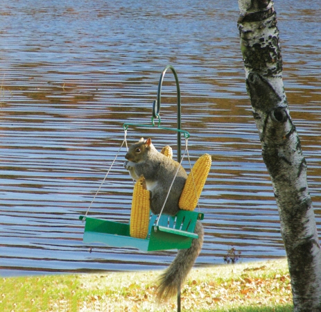 Hiatt Manufacturing Hiatt50118 Porch Swing Squirrel Feeder