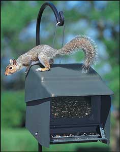 Homestead Super Stop A Squirrel Bird Feeder