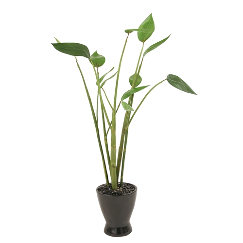 Ddi 2344 Silk Arrowhead Plant in a Matte Black Zen Pot at Sears.com