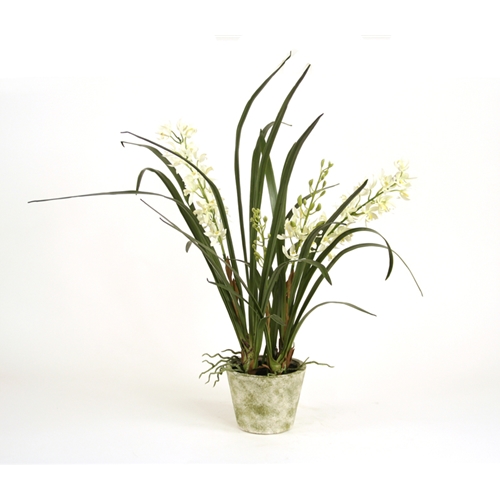 Ddi DDA-101 Silk Cream-White Mini Cymbidium Orchid Plants in a Green Pot with Saucer - Pack of - 2 at Sears.com