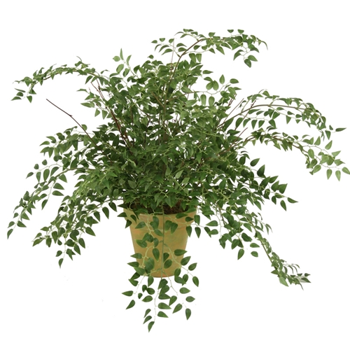 Ddi 2556 Silk Smilax Plant in a 5 in.  Pear Green Garden Pot at Sears.com