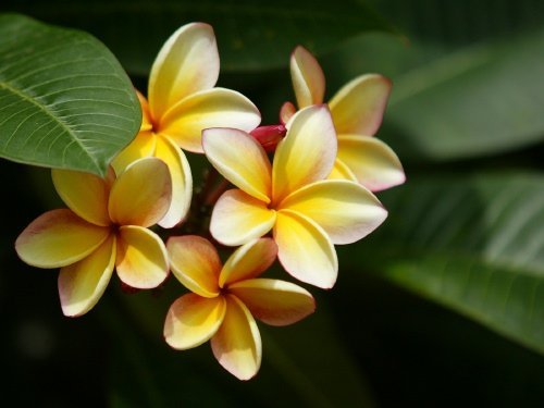 Discount Hawaiian Gifts, Inc Hawaiian Yellow Plumeria Cutting - Direct From Certified Nursery on the Big Island of Hawaii. at Sears.com