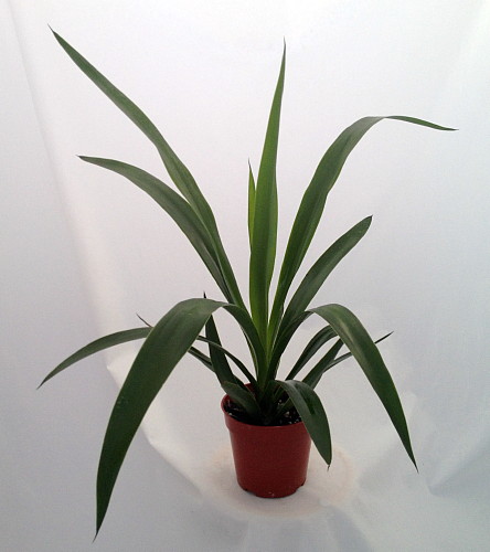 Hirts: House Plant Elephant Foot Yucca Plant - House Plant/Bonsai - 4" Pot at Sears.com