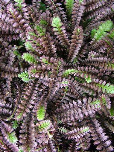 Hirts: Vines & Groundcovers 'Brass Buttons' Platt's Black Leptinella - Hardy Groundcover - One Quart Pot at Sears.com