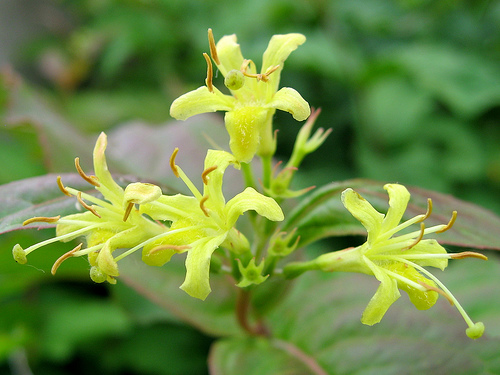 Hirts: Honeysuckle 'Northern Bush' Honeysuckle Shrub - Diervilla lonicera - 4" Pot at Sears.com