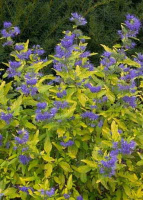 Hirts: Bluebeard Lil' Miss Sunshine - Bluebeard - Caryopteris - Hardy -Proven Winners -1 Qrt Pot at Sears.com