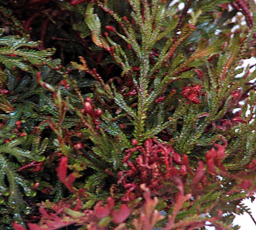 Hirt's+House+Plants Hirts: House Plant Ruby Red Club Moss - Selaginella - Exotic - Easy ...