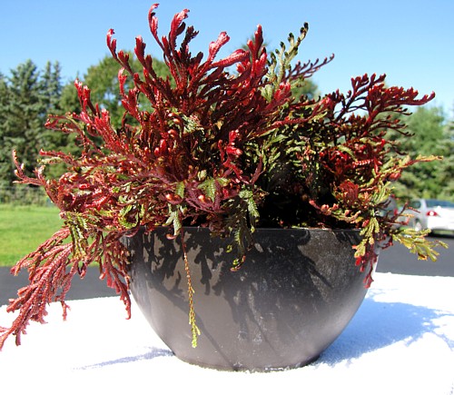 Hirt's+House+Plants Hirts: House Plant Ruby Red Club Moss - Selaginella - Exotic - Easy ...