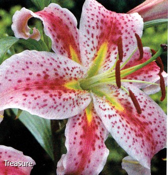 Hirts: Bulbs; Lily 'Treasure' Oriental Lily 2 Bulbs 16/18 cm - Pink & Dark Red Spots! at Sears.com