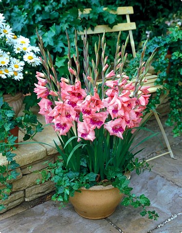 Hirts: Bulbs; Gladiolus 'Eva' Glamini Gladiolus 10 Bulbs - NEW! - Petite - 10/12cm+ at Sears.com