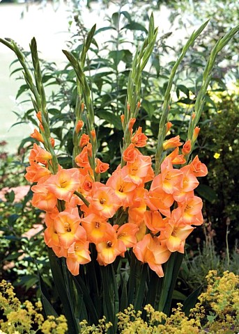 Hirts: Bulbs; Gladiolus 'Peche Melba' Gladiolus 8 Bulbs - NEW! - Soft Orange - 14cm+ at Sears.com